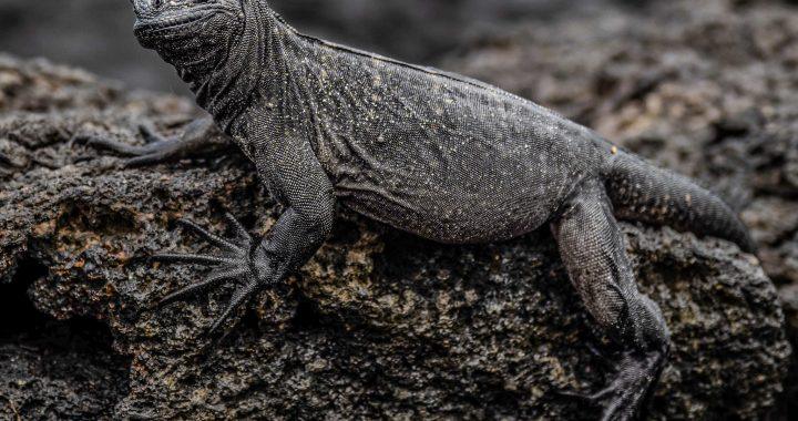 Un jeune iguane marin immobile sur une roche sombre, sa peau texturée contrastant avec le basalte humide.