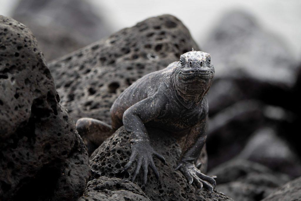 A marine iguana perched on volcanic rocks, observing its surroundings in the Galapagos.