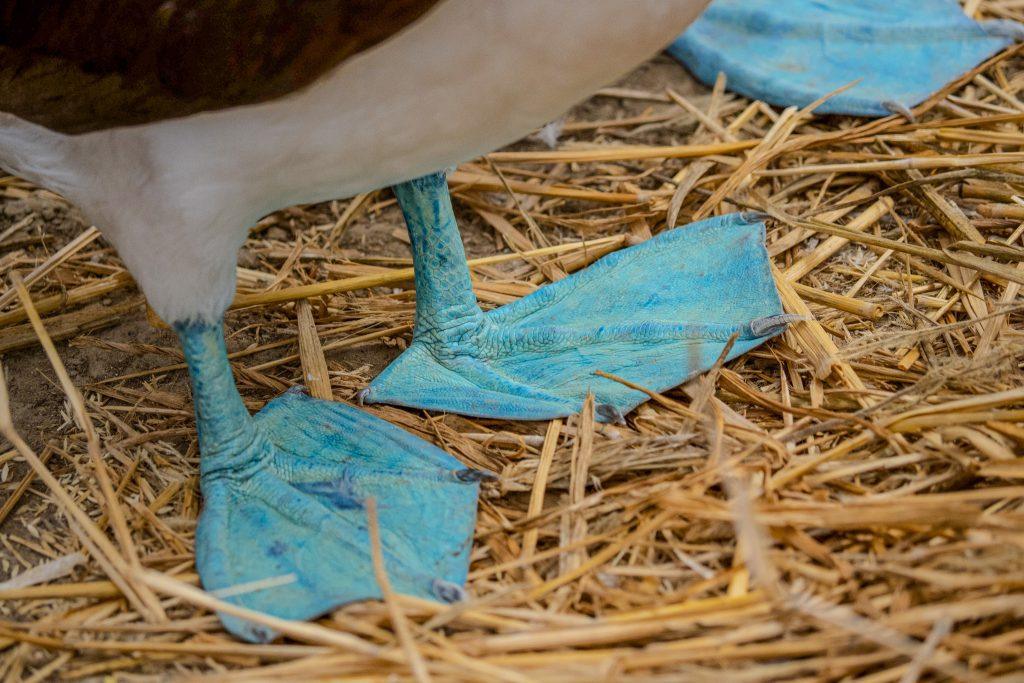 Blue feet of a Galapagos gannet on a straw-covered ground.