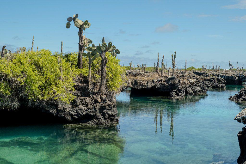 Coastal landscape of the Galapagos Islands with cacti, volcanic rocks and calm turquoise water