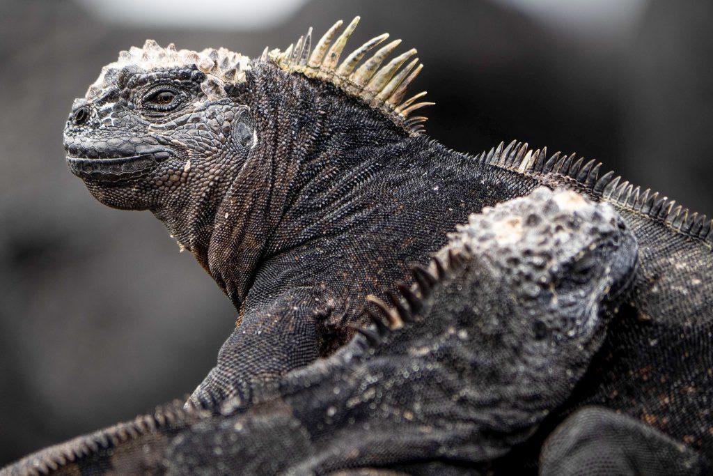 Portrait d’un iguane marin adulte aux crêtes dorsales visibles, sur fond de roches volcaniques.