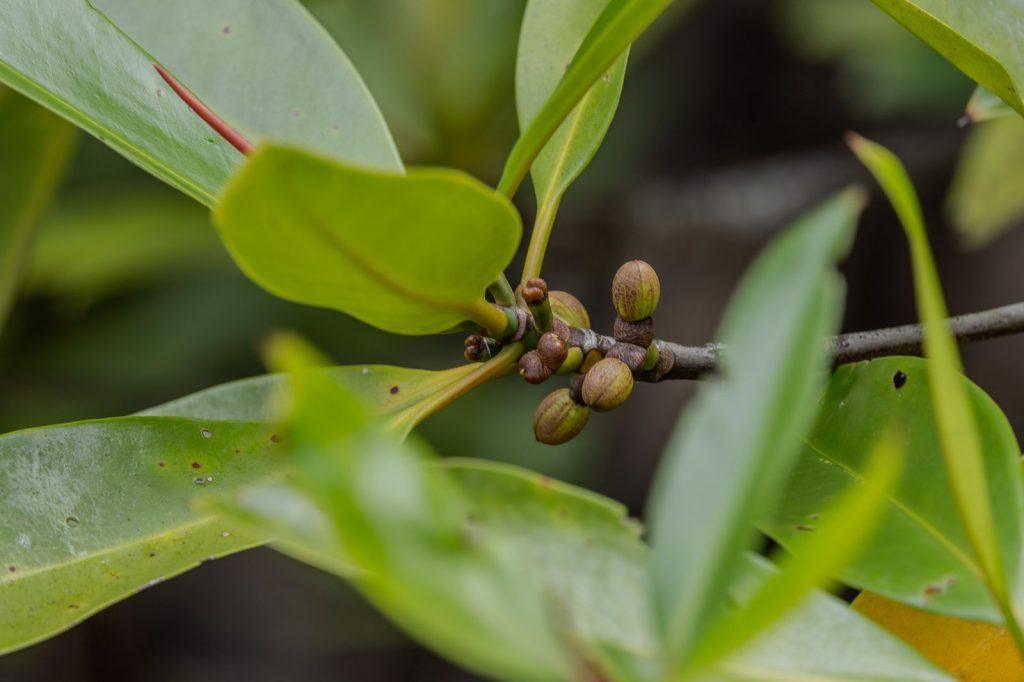 Gros plan sur les jeunes fruits et feuilles d’un palétuvier dans une mangrove de Bornéo, symbole de régénération naturelle.