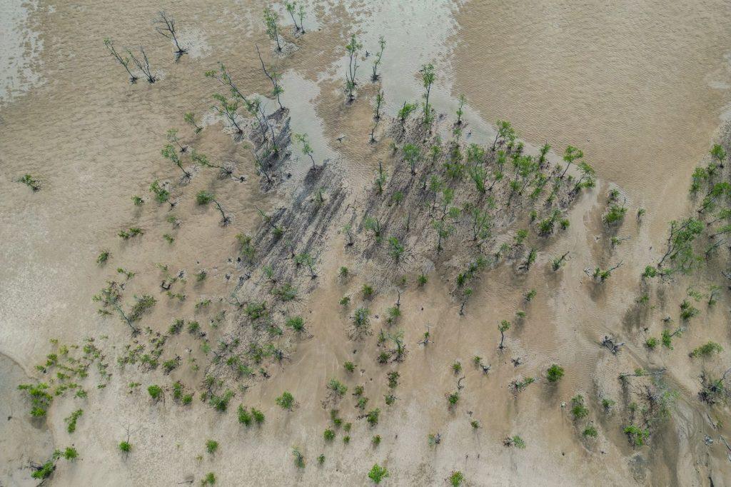 Aerial view of young mangrove trees growing in a Borneo mangrove, on wet soil at low tide.