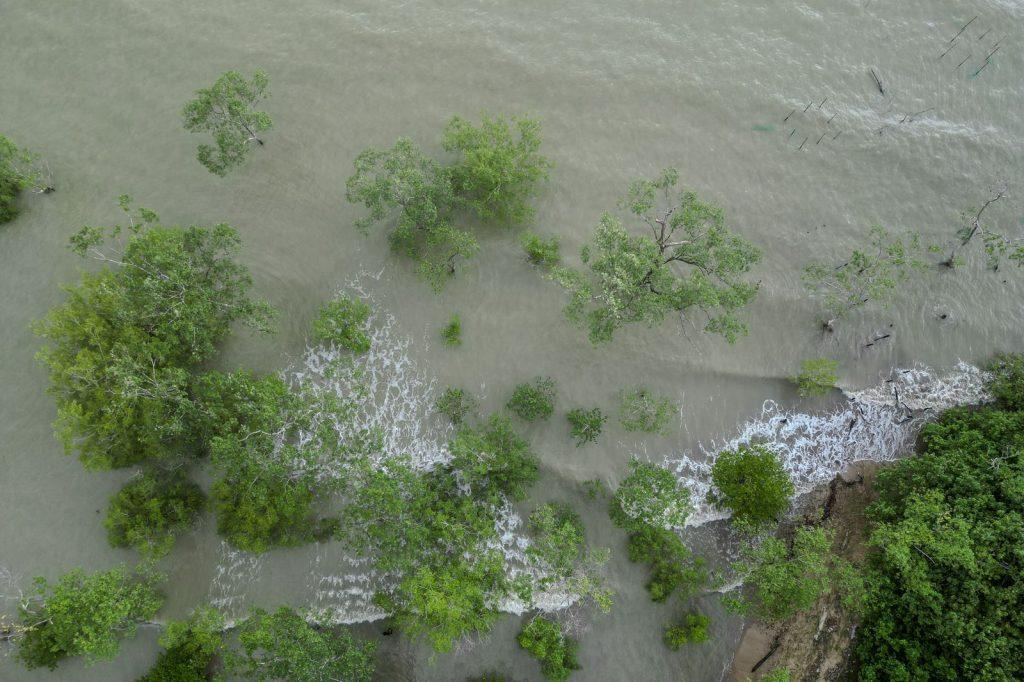 Aerial view of a partially submerged Borneo mangrove, showing the roots and the rising tide along the shoreline.