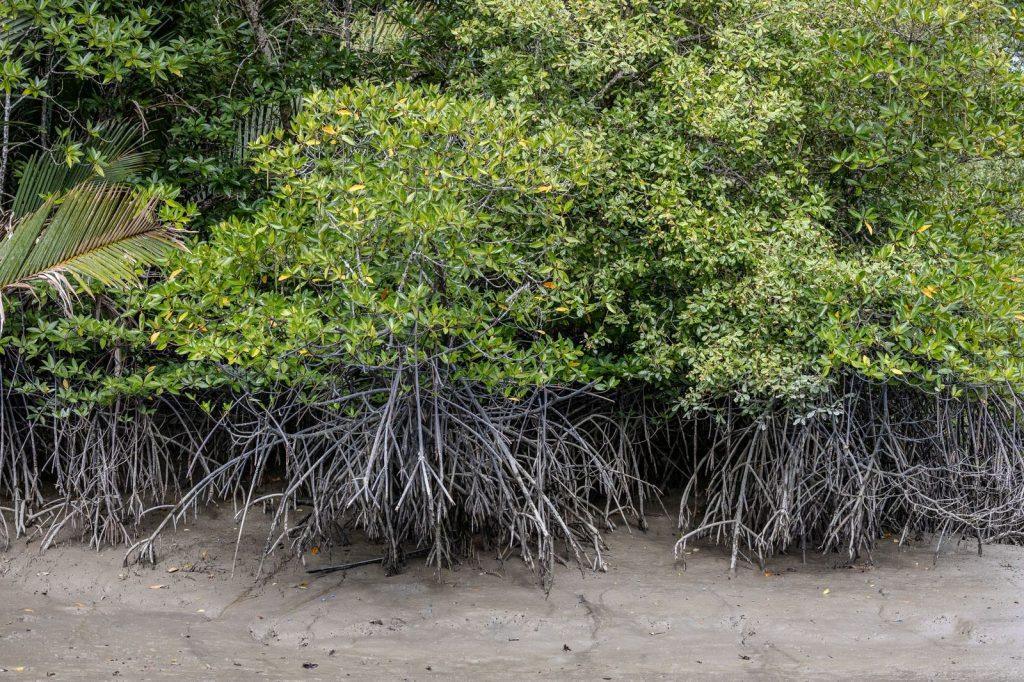 Détail des racines aériennes d’une mangrove sur la côte de Bornéo, exposées à marée basse sur un sol argileux.