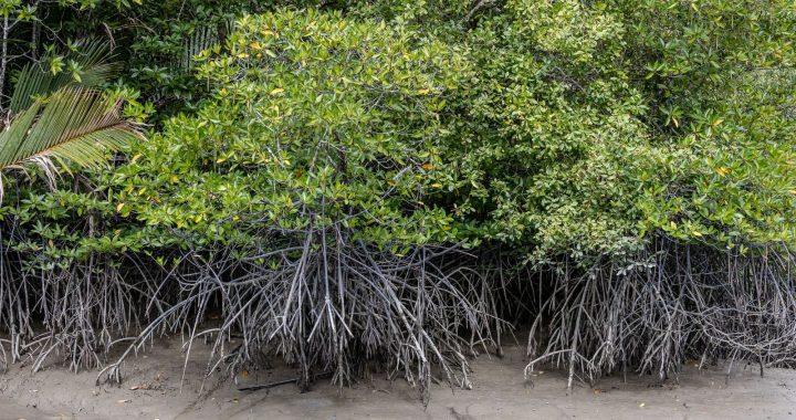 Détail des racines aériennes d’une mangrove sur la côte de Bornéo, exposées à marée basse sur un sol argileux.