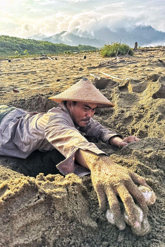 Local worker collecting green turtle eggs from the sand to transfer them to a protection site.