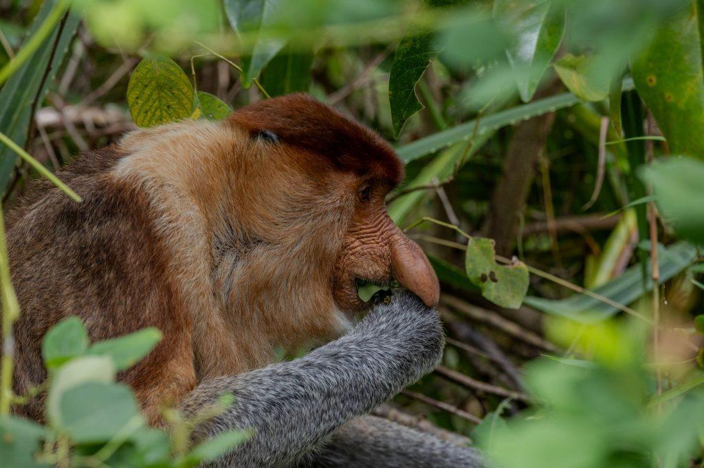 Portrait of a male proboscis monkey observed in a Borneo mangrove, feeding on leaves in the dense vegetation.