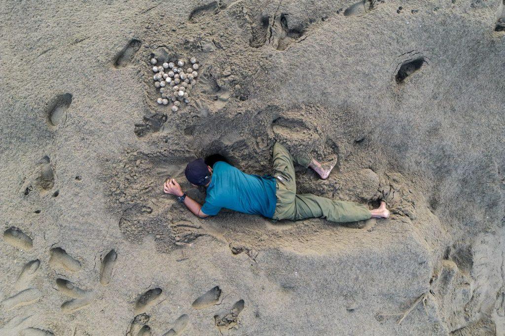Vue aérienne d’un agent ramassant les œufs dans un nid de tortue verte et sur la plage de Sukamade.