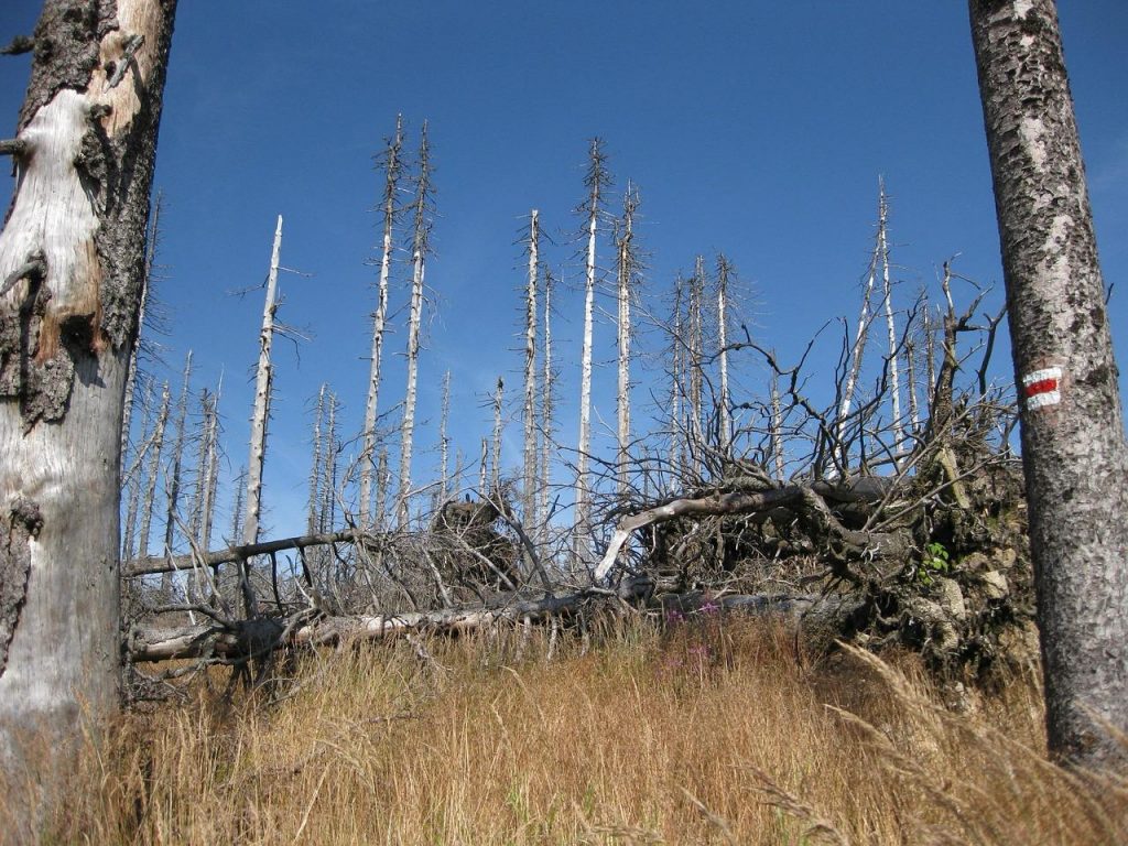 Dead trees in a forested area showing the long-term effects of atmospheric deposition on terrestrial ecosystems.