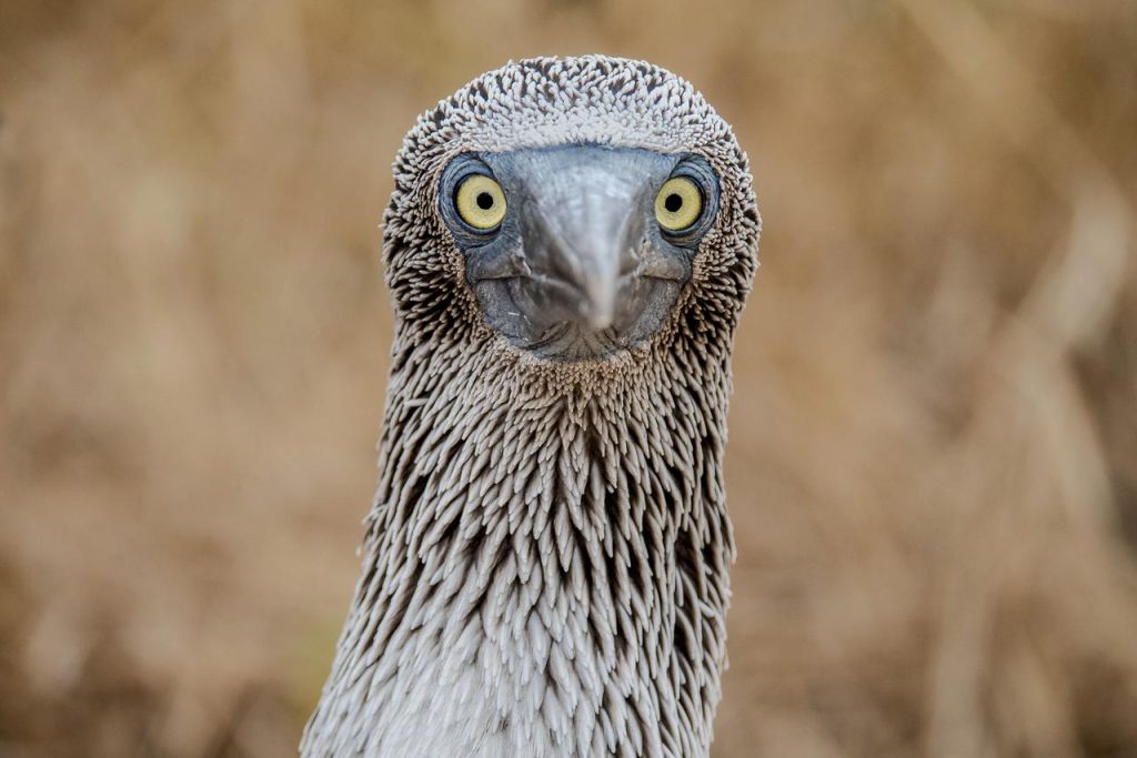 Portrait d’un fou de Bassan, oiseau marin reconnaissable à son plumage dense et à sa morphologie adaptée à la pêche en mer.