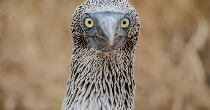 Portrait d’un fou de Bassan, oiseau marin reconnaissable à son plumage dense et à sa morphologie adaptée à la pêche en mer.