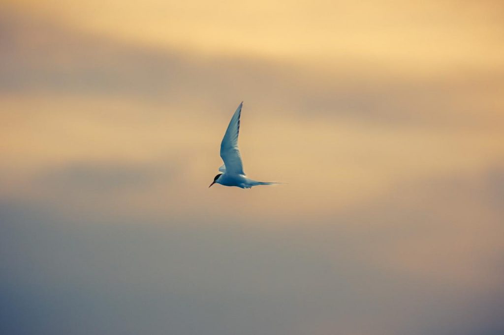 Sterne arctique en vol, oiseau marin connu pour ses longues migrations liées à la recherche de ressources.