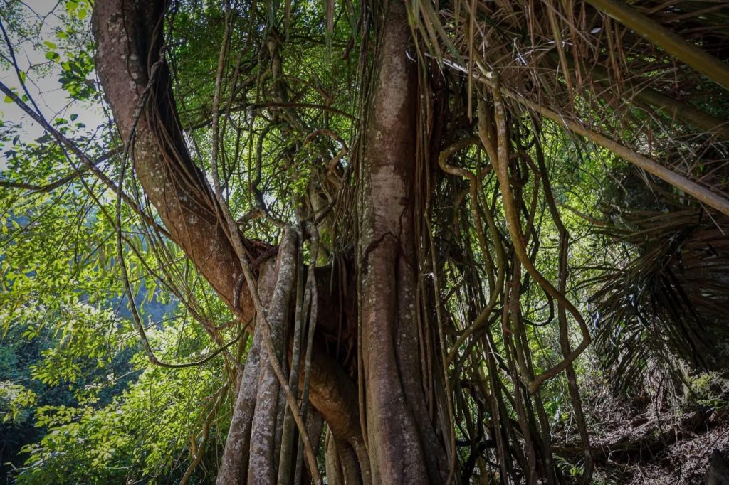 Tronc d’un arbre en forêt primaire avec des racines aériennes et une végétation dense en arrière plan.