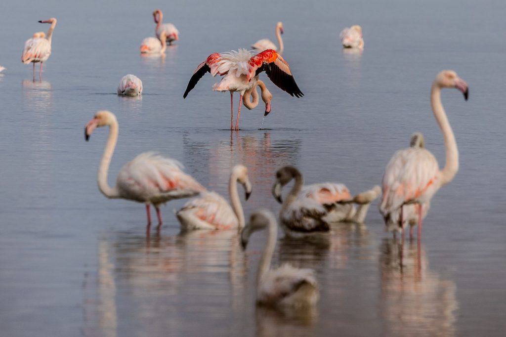 Pink flamingos gathered in a shallow lagoon, one individual partially raising its wings.