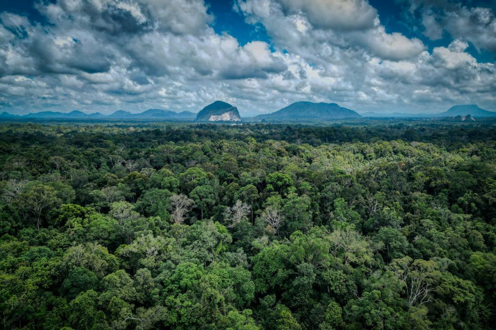 Vue aérienne d’une forêt primaire avec une canopée dense s’étendant jusqu’aux reliefs montagneux à l’horizon.