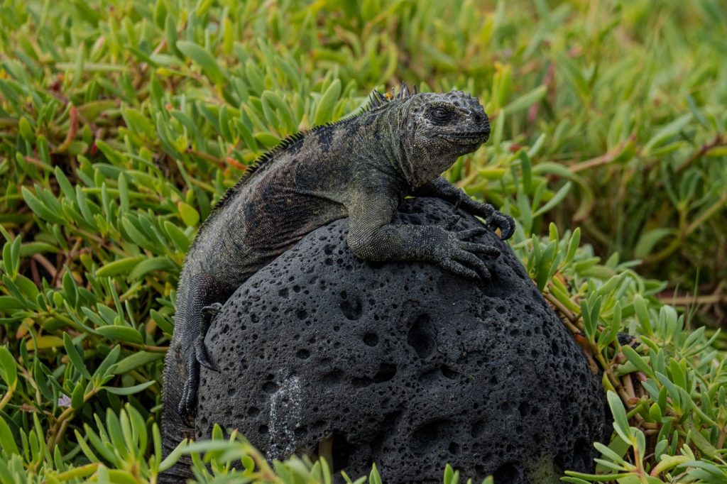 Marine iguana perched on a volcanic rock, amidst low coastal vegetation.