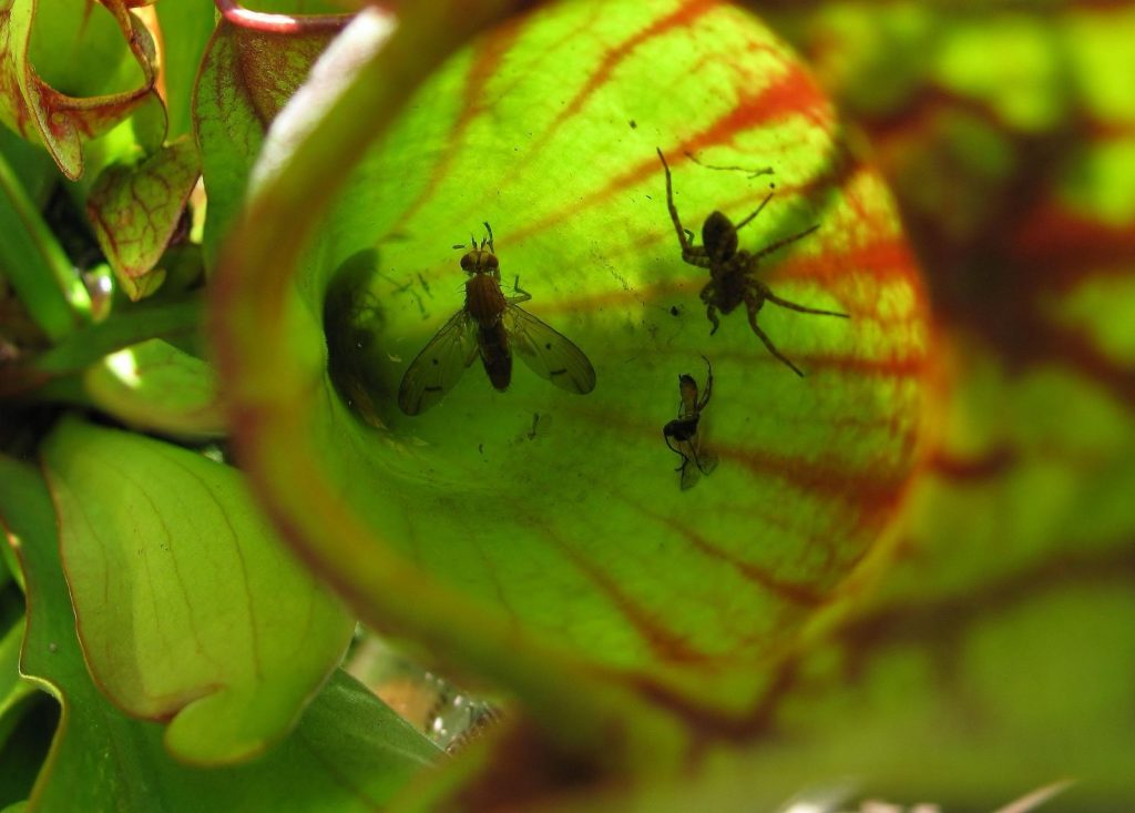 Vue à l’intérieur d’une urne de nepenthes contenant plusieurs insectes, avec une lumière verte traversant la paroi.