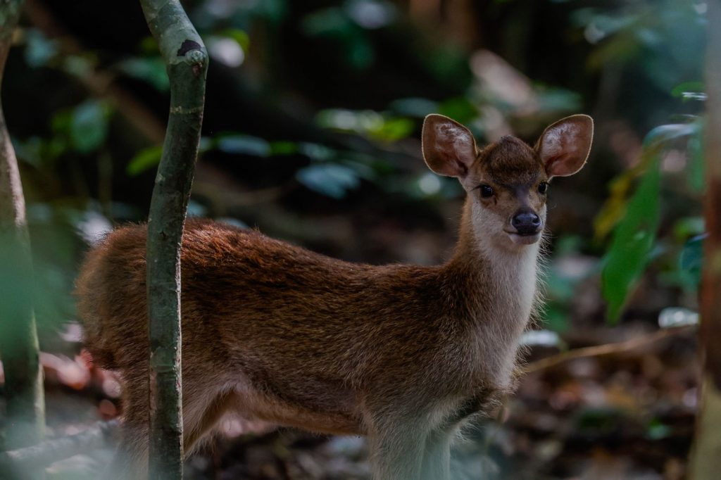 Petit cervidé brun debout dans un sous bois tropical, entouré de végétation.