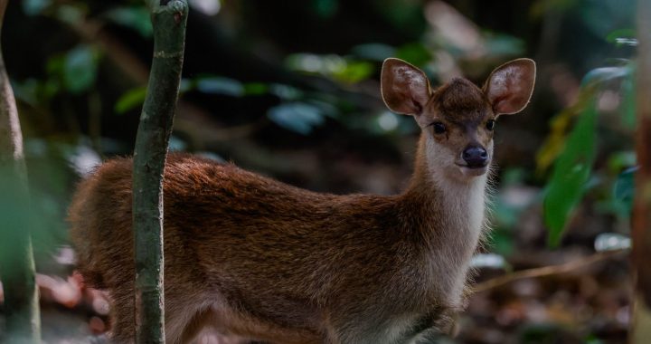 Petit cervidé brun debout dans un sous bois tropical, entouré de végétation.