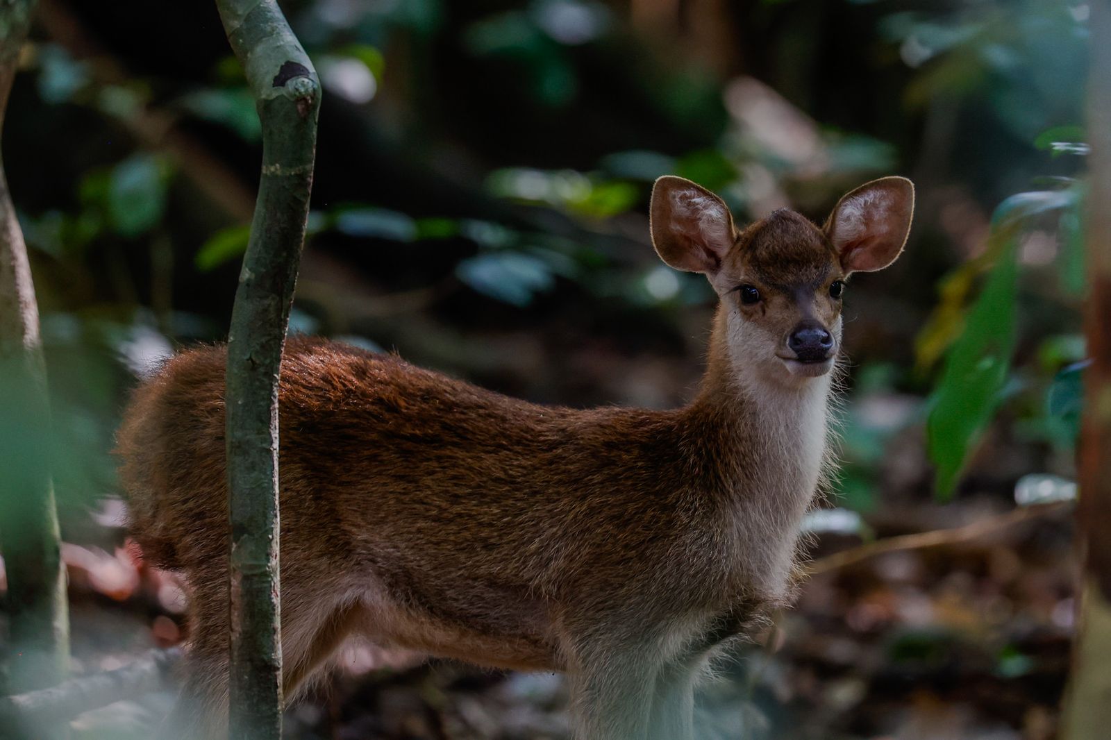 Petit cervidé brun debout dans un sous bois tropical, entouré de végétation.