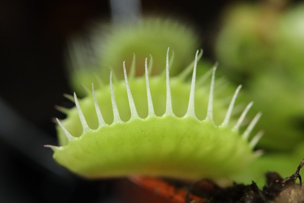 Close-up of an open Venus flytrap, showing the white hairs on the edge of the leaf.
