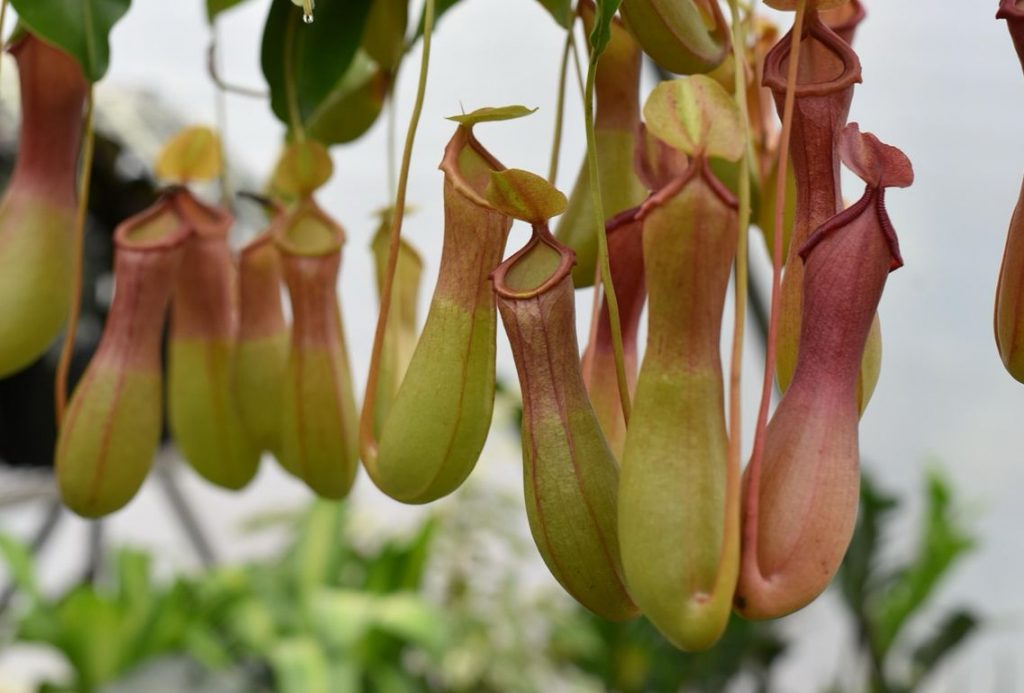 Gros plan sur plusieurs urnes de nepenthes suspendues, aux teintes vertes, jaunes et rouges