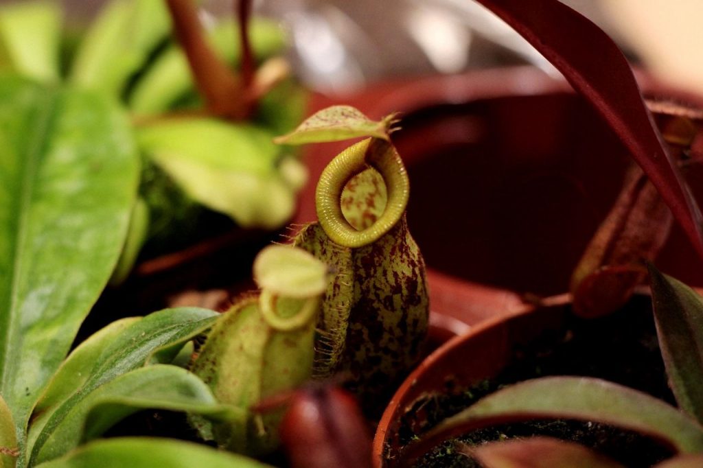 Petites urnes de nepenthes en croissance, entourées de feuilles vertes et de tiges rouges.