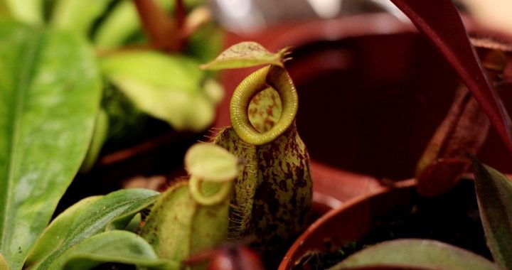 Petites urnes de nepenthes en croissance, entourées de feuilles vertes et de tiges rouges.