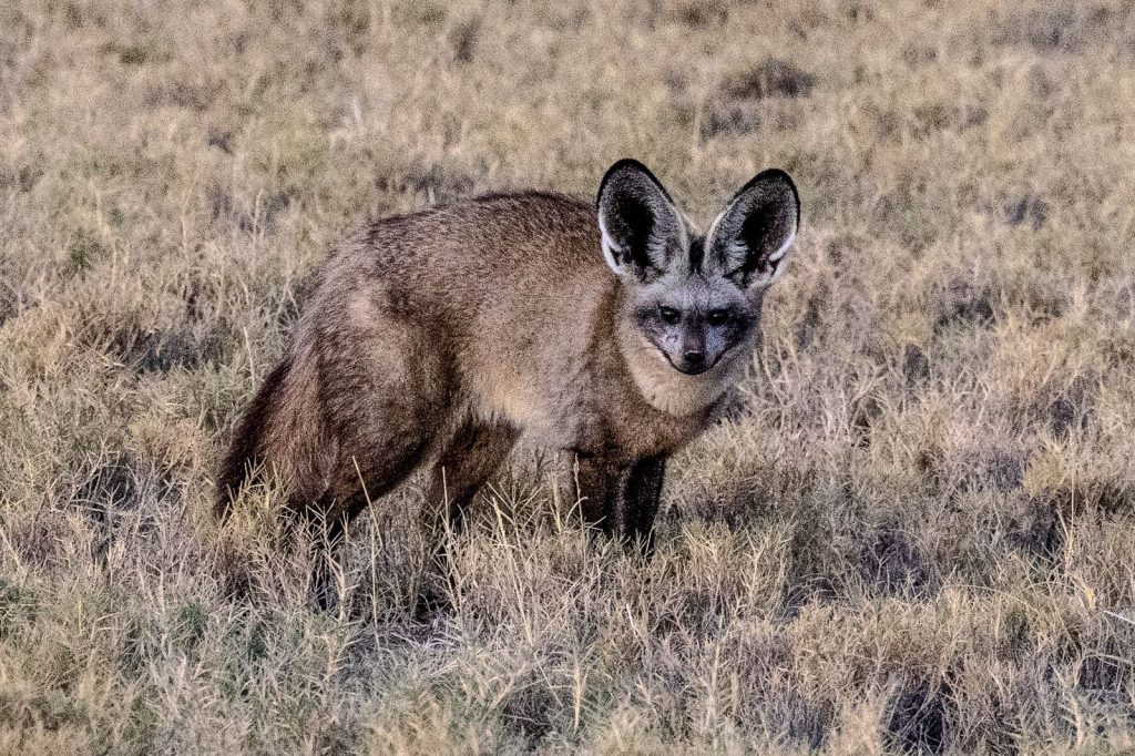 Renard à oreilles de chauve-souris immobile dans une prairie sèche