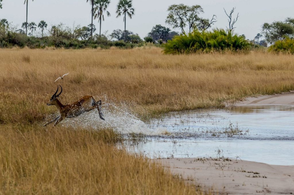 Cob de l’Ouadé sautant dans l’eau au bord d’une savane avec éclaboussures visibles