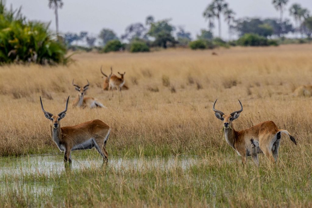 Deux cobs de l’Ouadé dans une zone humide de savane avec d’autres individus en arrière-plan