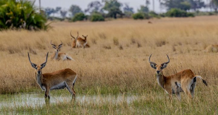 Deux cobs de l’Ouadé dans une zone humide de savane avec d’autres individus en arrière-plan