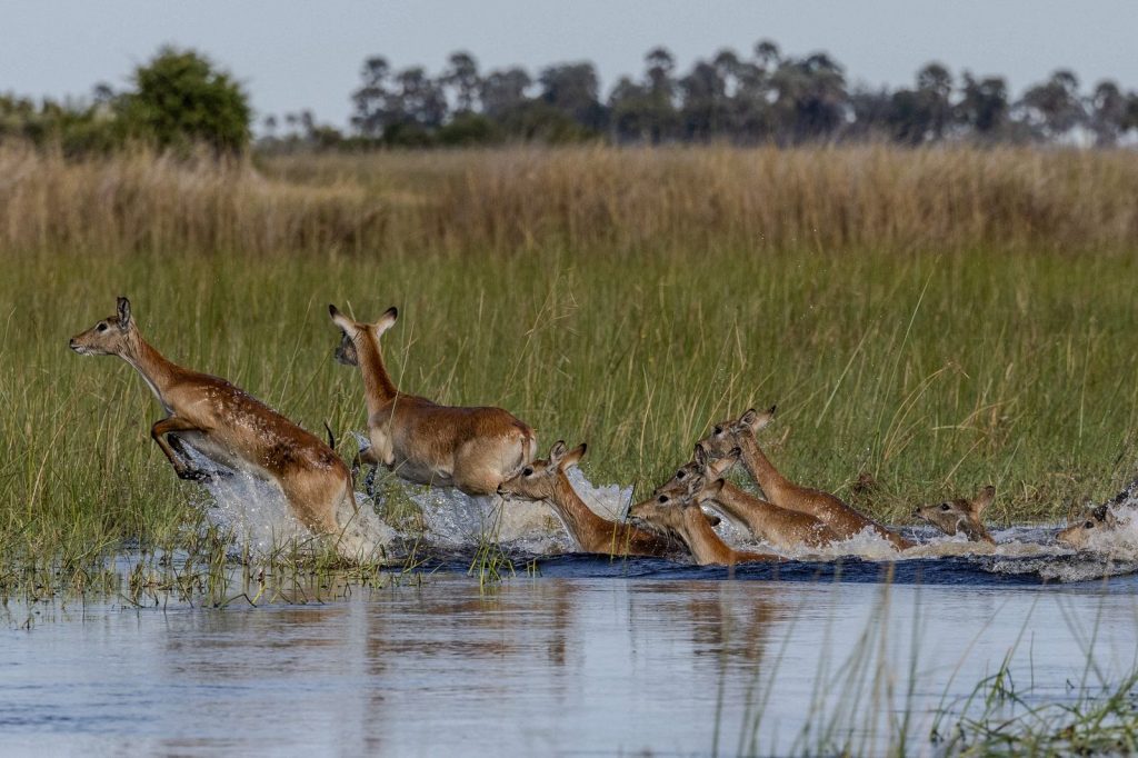 Groupe de cobs de l’Ouadé dans une savane herbeuse