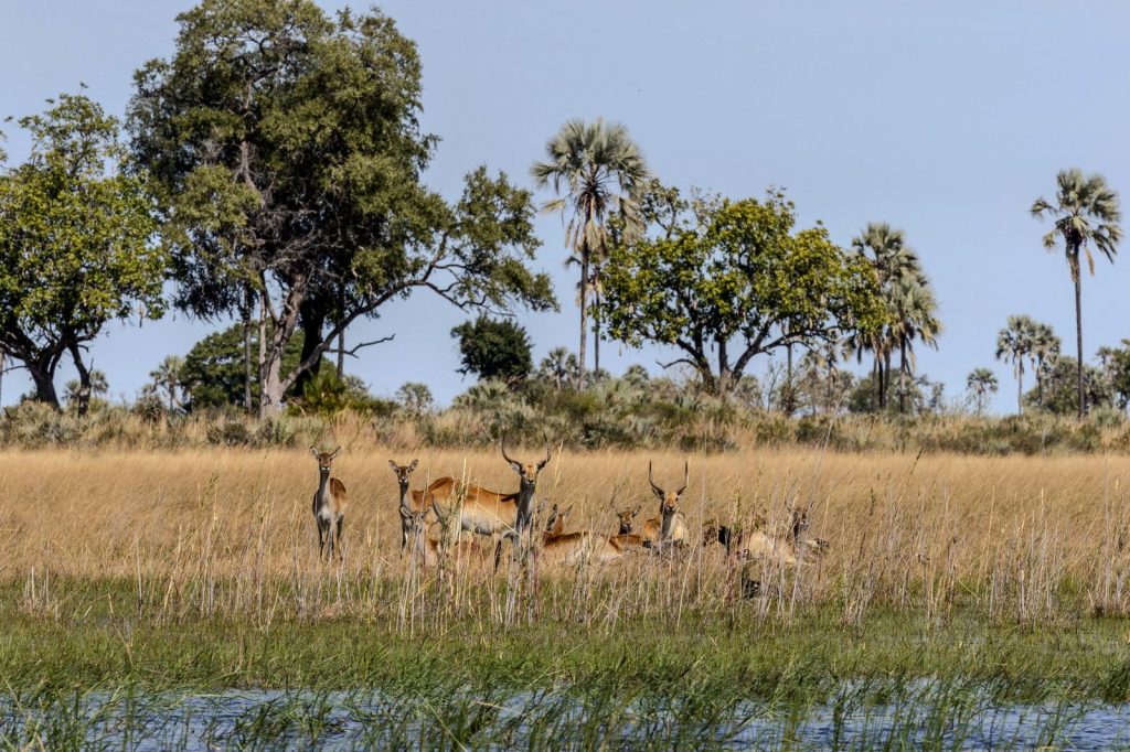 Plusieurs cobs de l’Ouadé traversant une zone d’eau peu profonde dans la savane