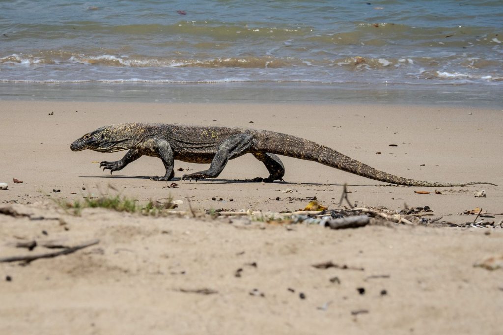Dragon de komodo marchant sur une plage en indonesie