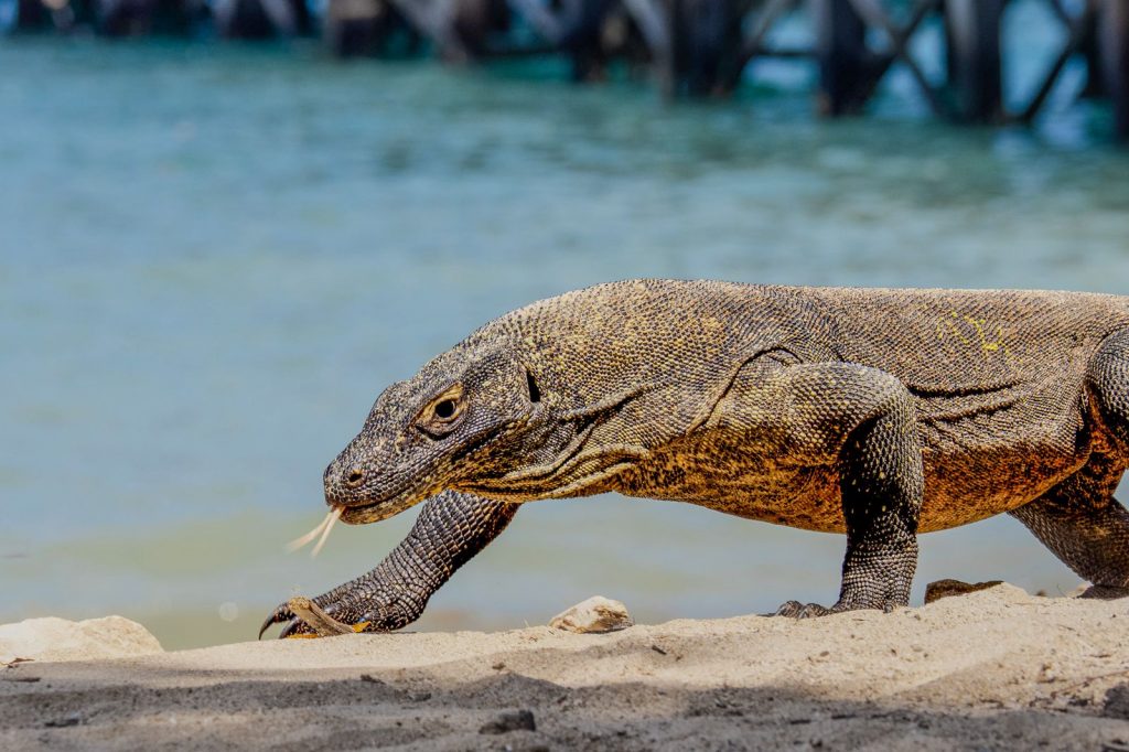 Dragon de komodo avec langue sortie pres de leau en indonesie