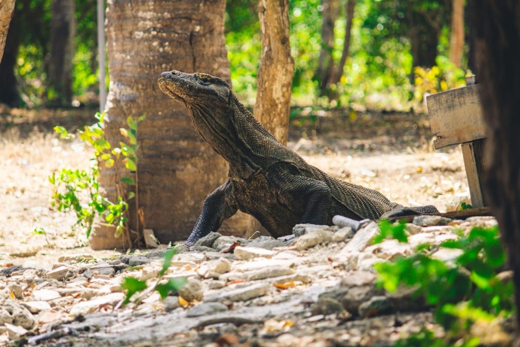 Komodo dragon in a forest environment on dry soil in Indonesia