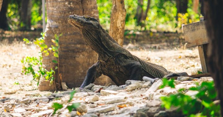 Komodo dragon in a forest environment on dry soil in Indonesia