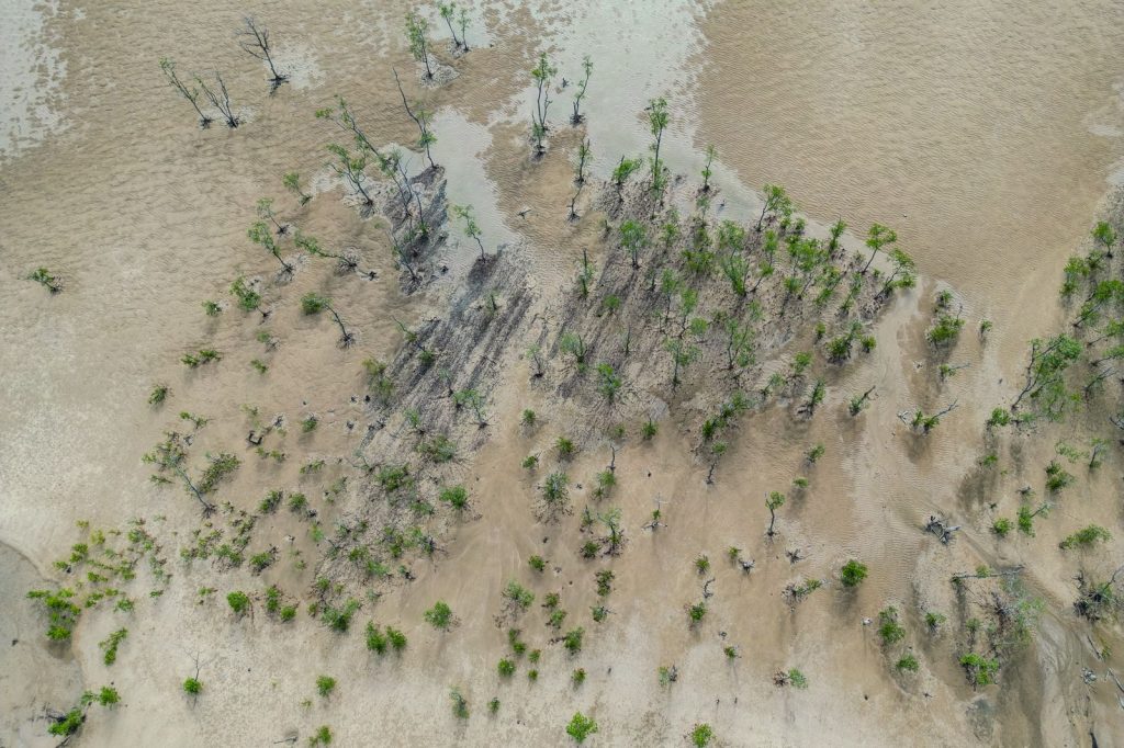 Vue aérienne de mangroves dispersées sur des sédiments sableux avec traces d’eau.