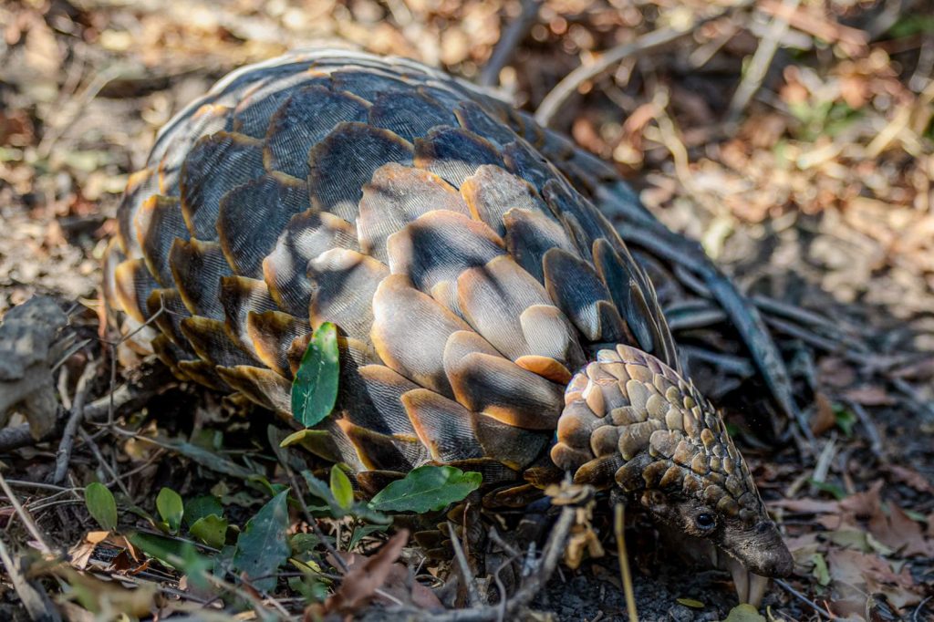 Détail des écailles d’un pangolin africain éclairé par la lumière naturelle au sol