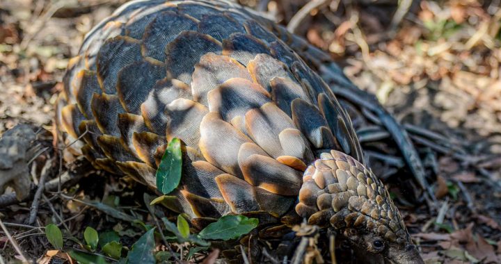 Détail des écailles d’un pangolin africain éclairé par la lumière naturelle au sol