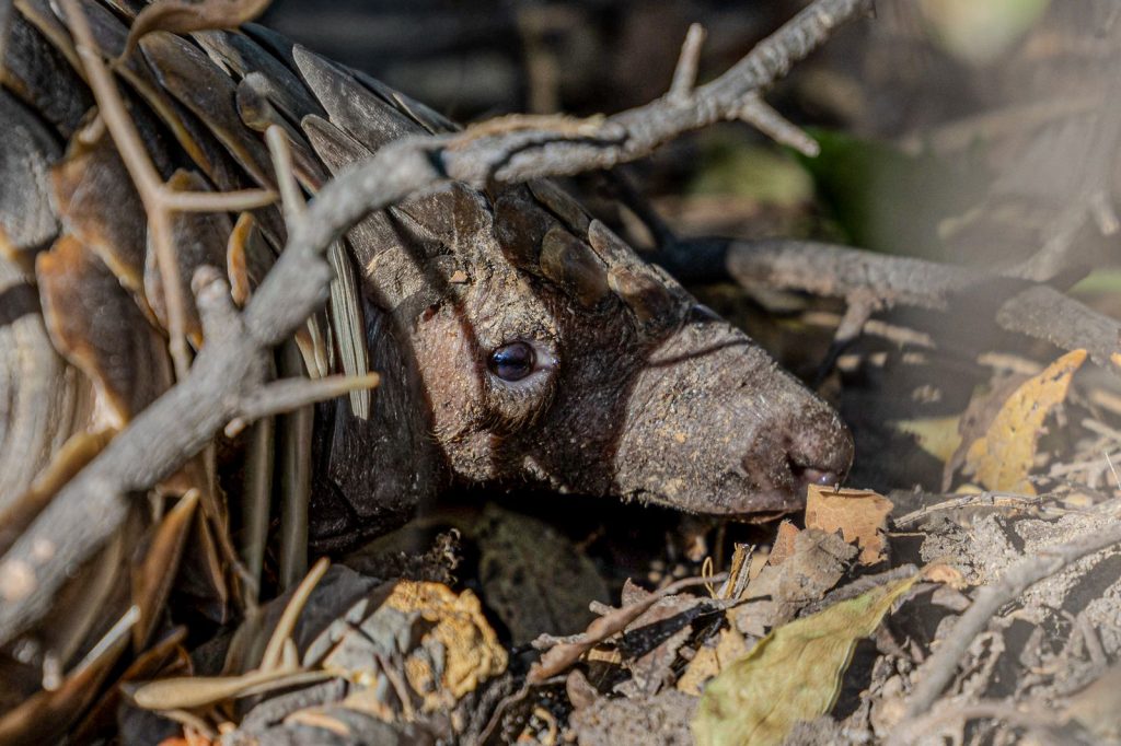 Close-up of the head of an African pangolin among branches and leaves on the ground