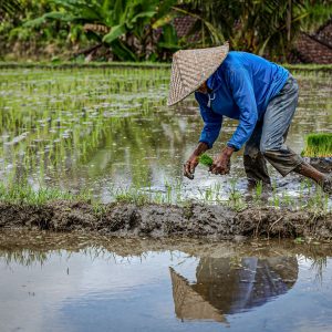 TC131 — In the Fields