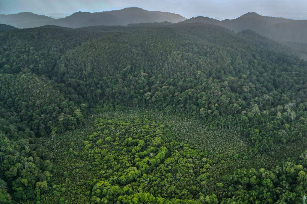 Aerial view of dense tropical rainforest in the mountains of Borneo.