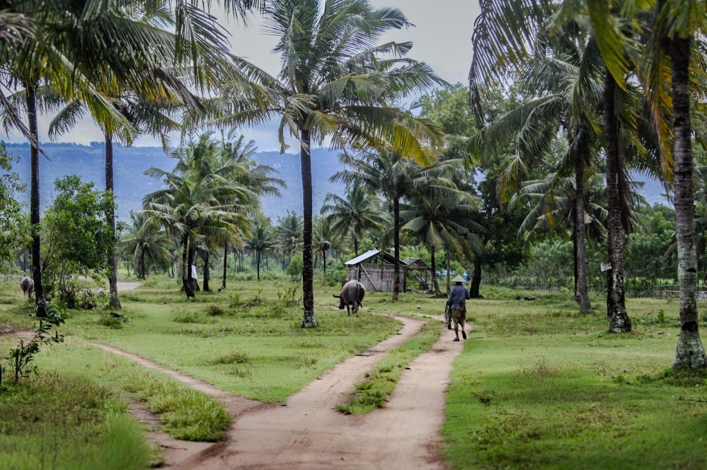 A man walks with water buffaloes along a rural path surrounded by palm trees in the Indonesian countryside.