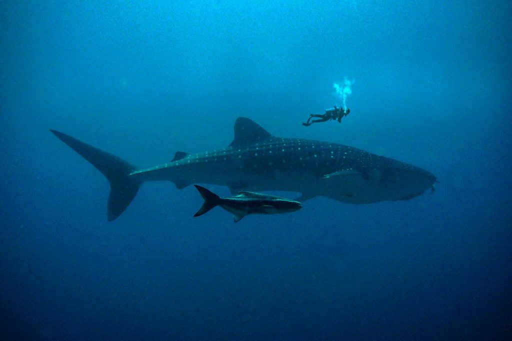 Plongeur observant un requin-baleine dans les profondeurs océaniques.
