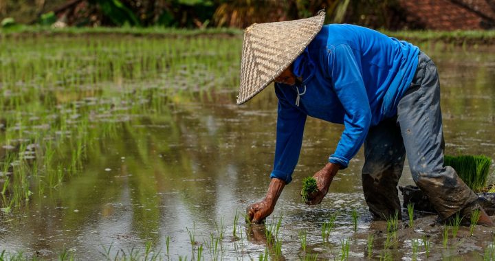 Farmer planting rice in a flooded rice field