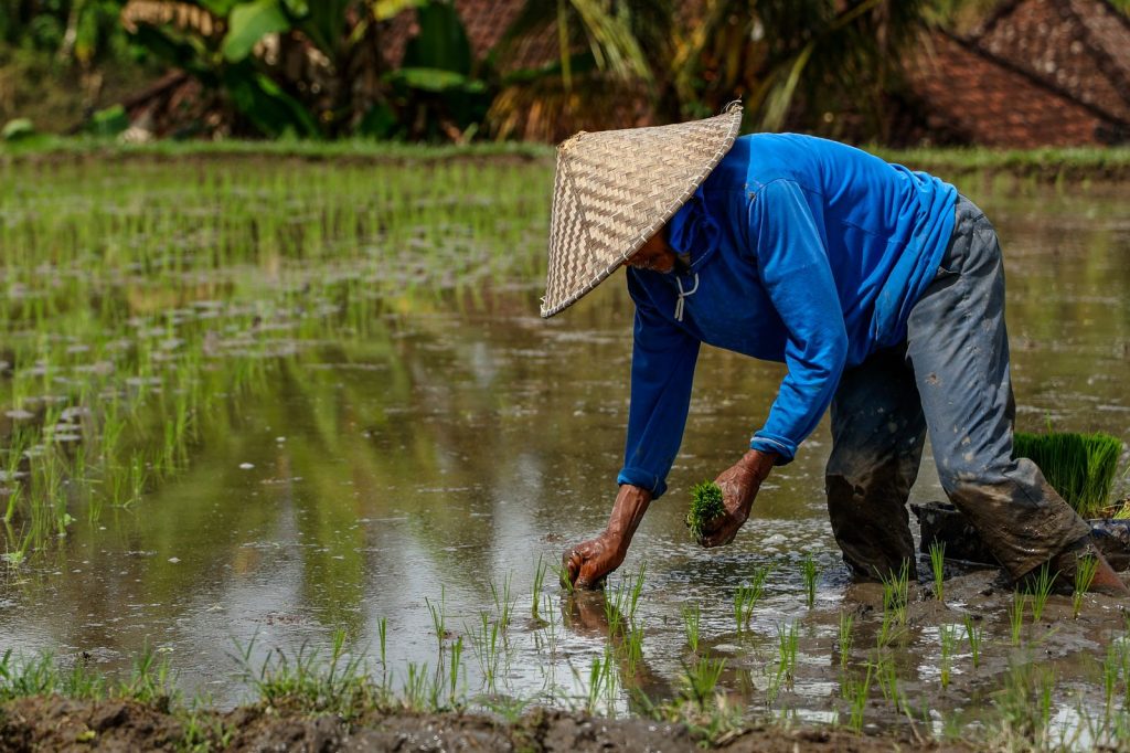 Agriculteur plantant du riz dans une rizière inondée