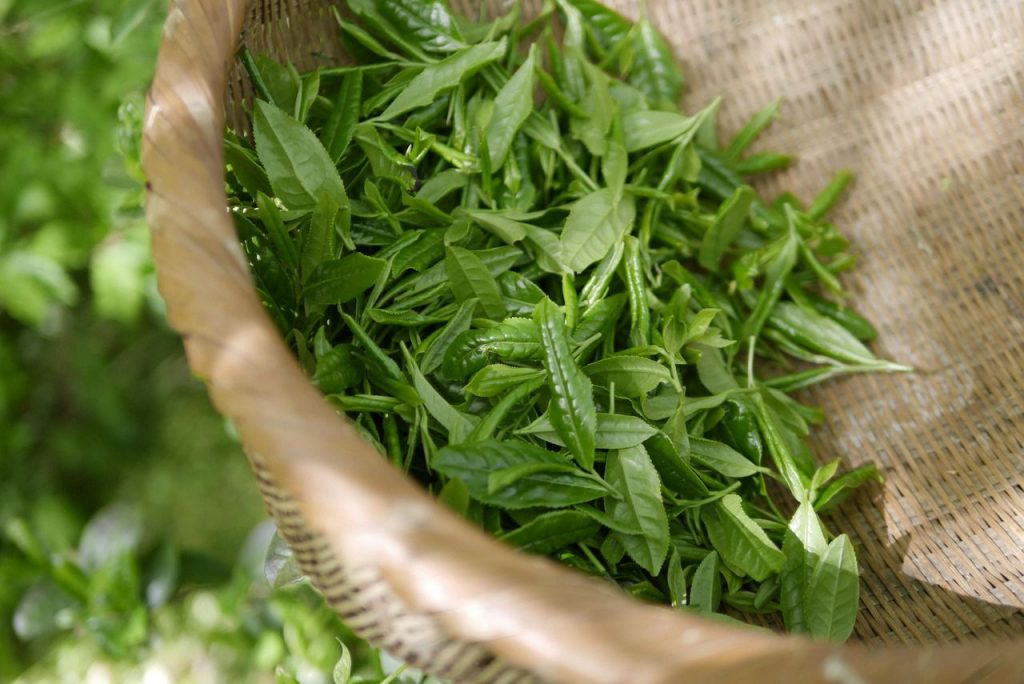 Fresh tea leaves harvested in a bamboo basket.